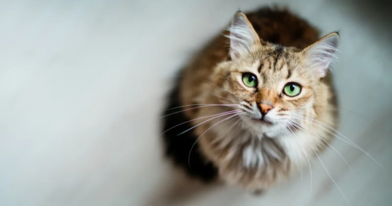 Kedi sahibi olmak beyninizi değiştirebilir! Bilim adamları sebebini açıkladı!