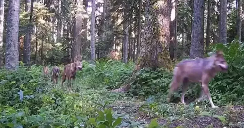 Bolu ormanlarındaki yaban hayatı fotokapanlarda