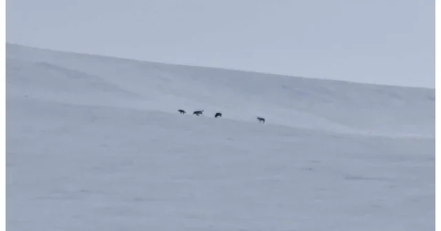 Diyadin de kurt sürüsü görüldü Ağrı Haberleri