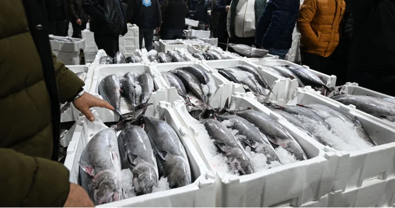 Marmara Denizi nde torik bolluğu İş Yaşam Haberleri