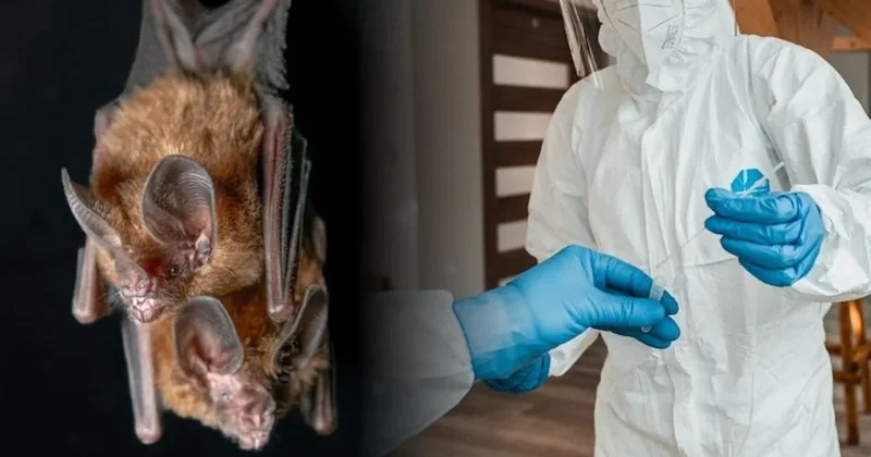 Hindistan da ölümcül Nipah virüsü alarmı! Sözcü Gazetesi