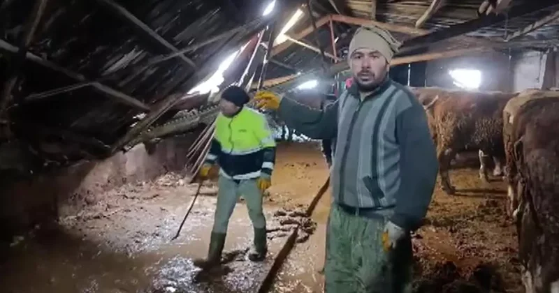 Ahırın çatısı yağan karın ağırlığını taşıyamadı, hayvanlar komşuların yardımıyla kurtarıldı