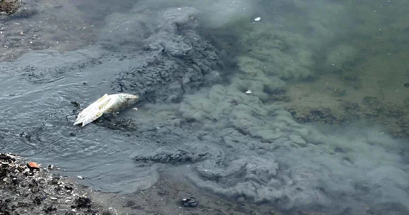 Tekirdağ’da korkutan manzara: Balık ölümlerine inceleme başlatıldı