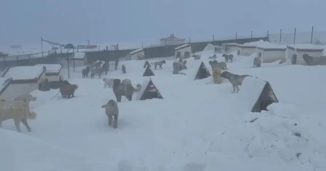 Kangallarını beslemek için yola çıktı, çiftliğe vardığında gözlerine inanamadı Sivas Haberleri