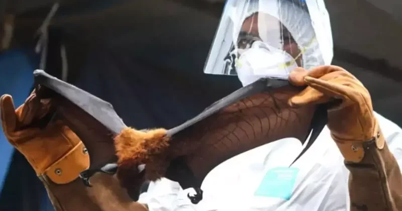 Yarasalardan bulaşan Nipah virüsünde vaka ve ölüm sayısı patladı