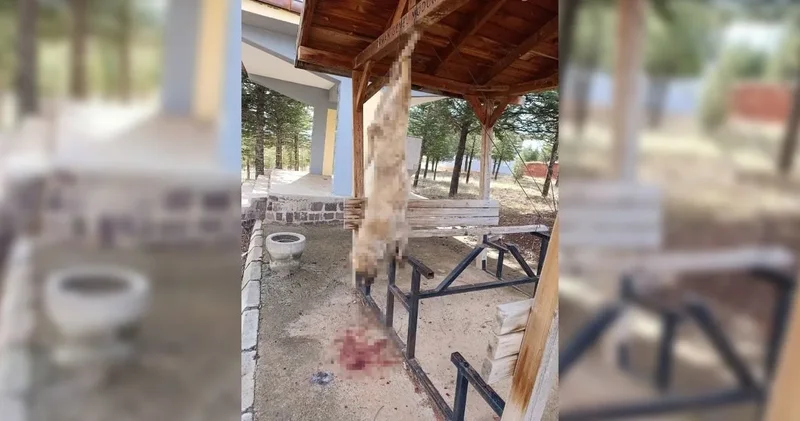 Bolvadin de bir köpek işkence yapılarak öldürüldü