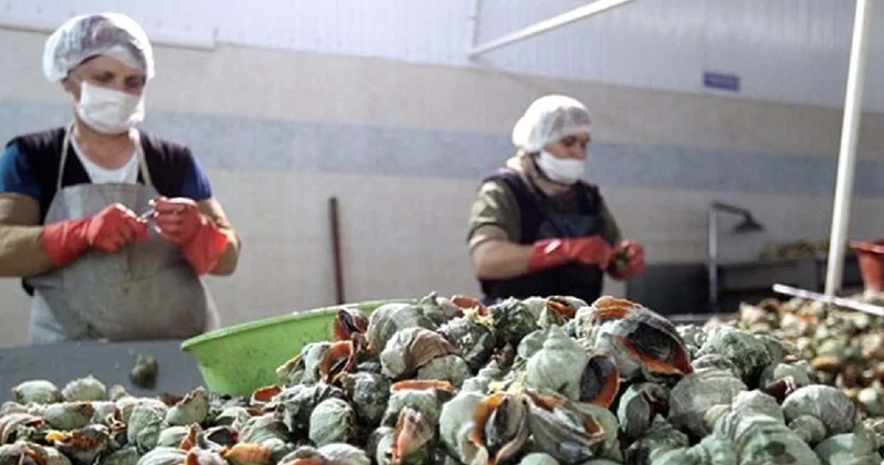 Karadeniz i istila ettiler: Türkiye 1 yılda 20 milyon dolar kazandı