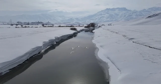 Yüksekova da ördekler, yüzeyi kısmen buz tutan derede yüzdü Hakkari Haberleri