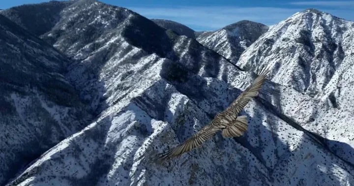 Sakallı akbaba, dron kamerasıyla görüntülendi