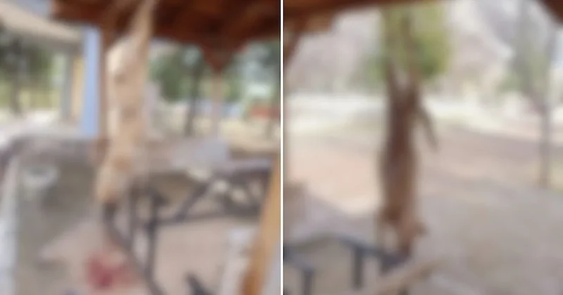 Afyonkarahisar da vahşet! Ayaklarından asılan köpek işkenceyle öldürüldü Sözcü Gazetesi