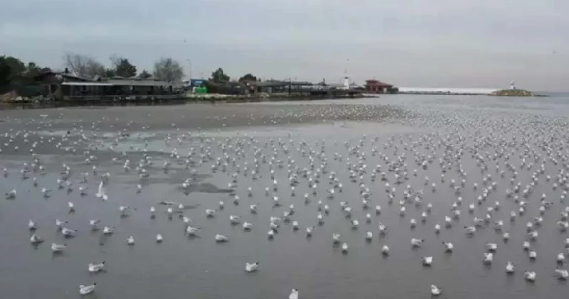 Silivri ve Avcılar da korkutan gelişme: Deniz suyu 250 metre birden çekildi