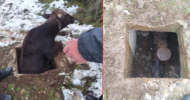Tokat ta kuyuya düşen inek kurtarıldı