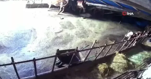Sivas’ta ahır çöktü, o anlar güvenlik kamerasına yansıdı