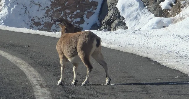 Koruma altındaki dağ keçileri Bayburt un farklı noktalarında görüldü Bayburt Haberleri
