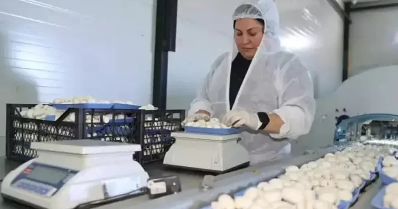 Devlet desteğiyle başladığı işte 60 ton üretim yapıyor: Bulunmaz bir nimet