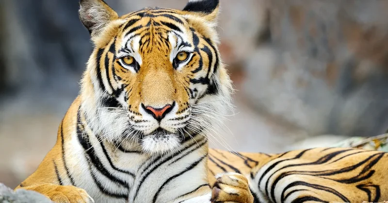 72 kaplanın ölümü paniğe yol açtı: Bulaşıcı hastalık riski mi var? Sözcü Gazetesi