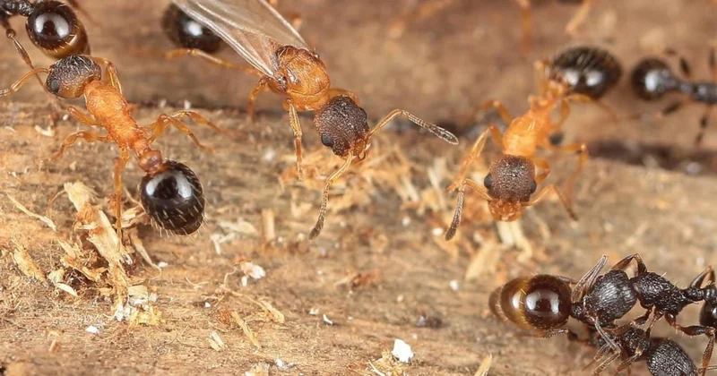 Bilim insanları şaşkın: Burada herkes kraliçe Sözcü Gazetesi
