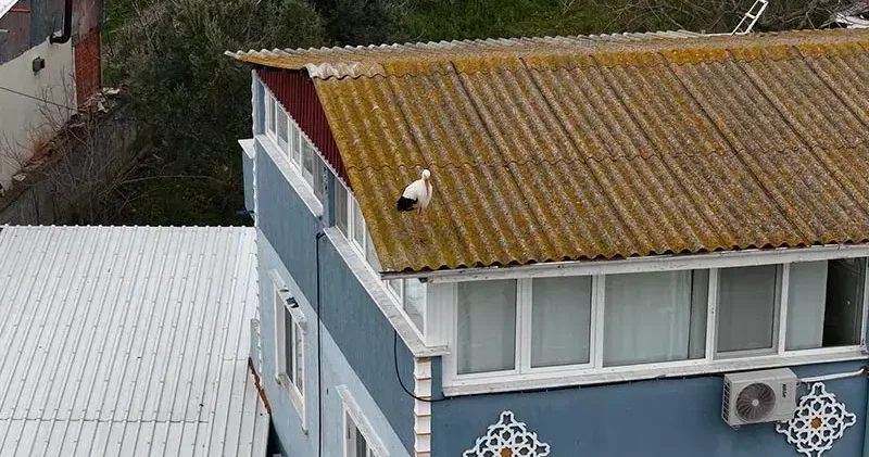 Yaren leyleğin 20 gün erken gelen eşi Nazlı dronla kamerasında