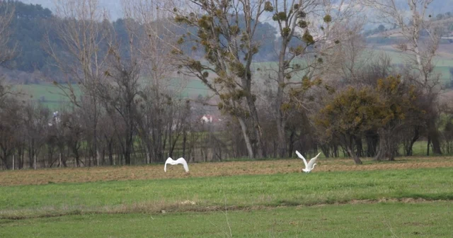 Nadir rastlanan beyaz balıkçıl kuşlar Bolu da görüntülendi Bolu Haberleri
