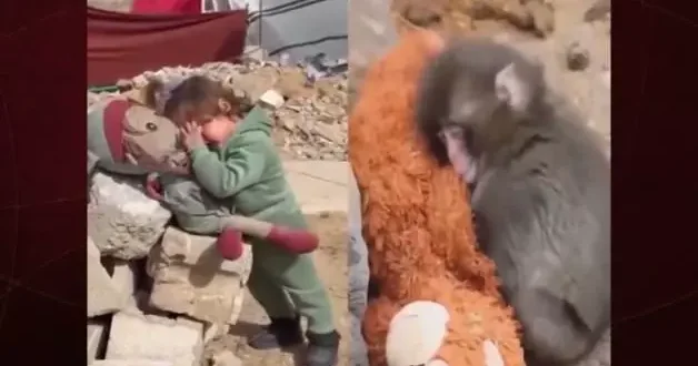 Dünya maymun Punch ı konuşurken Küba iki yüzlülüğü haykırdı