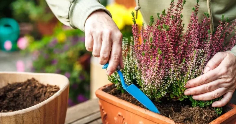 Saksıdaki toprağa bir tane koyun çiçekler şahlanıyor: Mantarı anında bitiriyor Sözcü Gazetesi