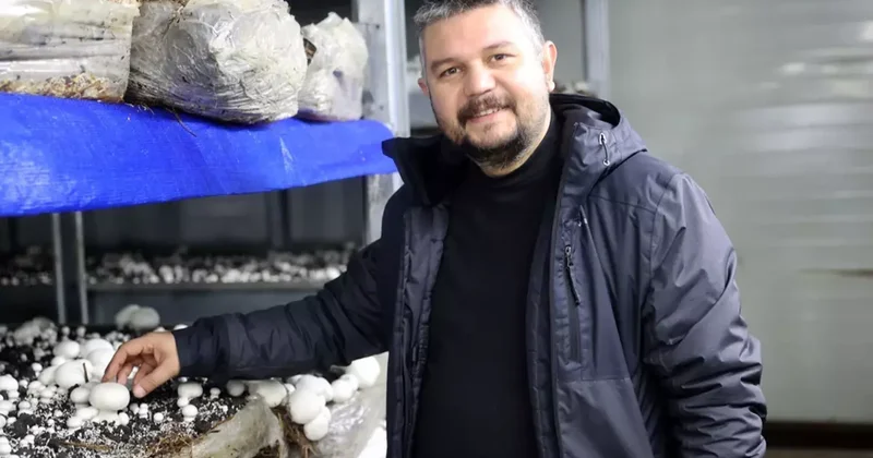 İngilizce öğretmenliğini bırakıp kurduğu tesiste günde 2 ton mantar üretiyor