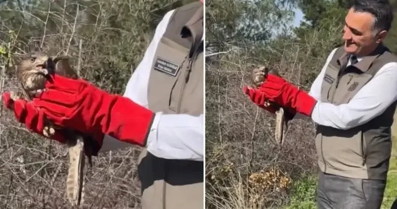 Osmaniye’de tedavileri tamamlanan şahinler doğaya bırakıldı Osmaniye Haberleri