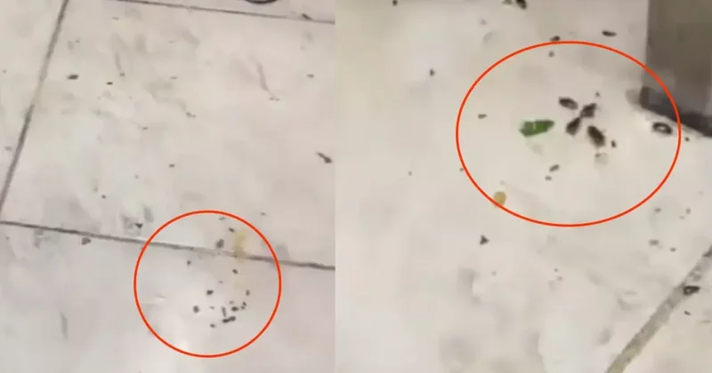 Her gün yüzlerce kişinin gittiği restoranda mide bulandıran görüntüler