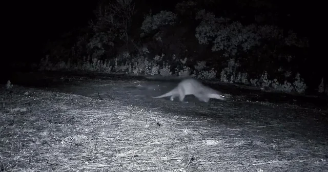 Ganos Dağları nda nadir görüntü: Ormanda yürüyen su samuru kamerada Tekirdağ Haberleri