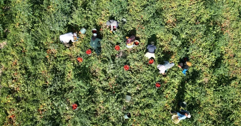 Kendi kendine filizlenerek verimi 2 katına çıkarıyor Sözcü Gazetesi