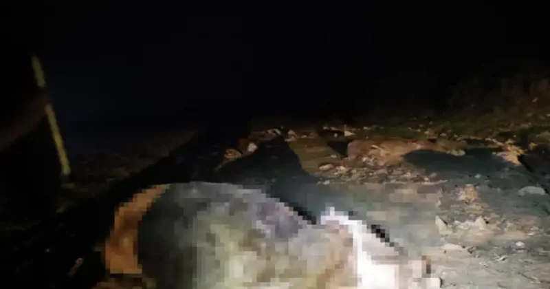 Kırşehir de bulunan 13 cansız hayvan jandarmayı harekete geçirdi