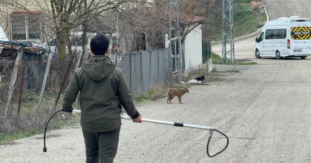 Karabük te yerleşim yerine inen hasta çakal tedavi edilip doğaya salındı Karabük Haberleri
