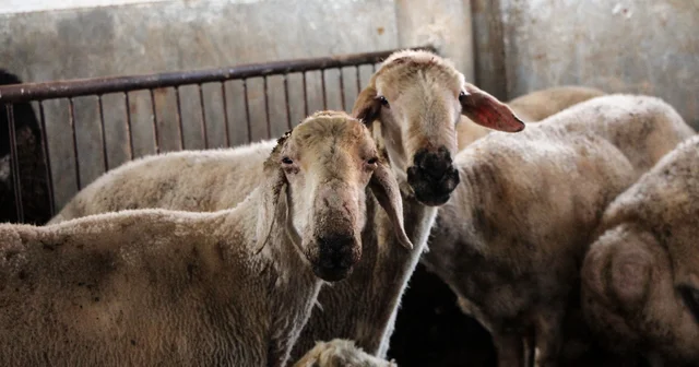 Kırsalda Bereket, Küçükbaşa Destek projesi ile hayvancılıkta verim ve kalite artacak Adana Haberleri
