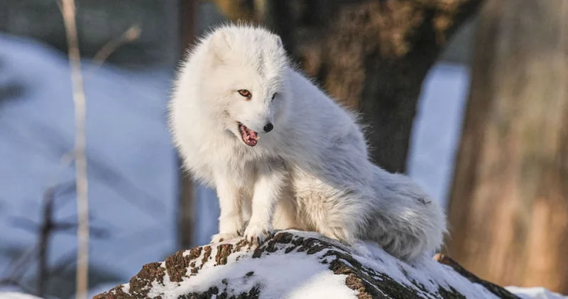 Dünyanın ilk modern açık hava müzesi: Skansen