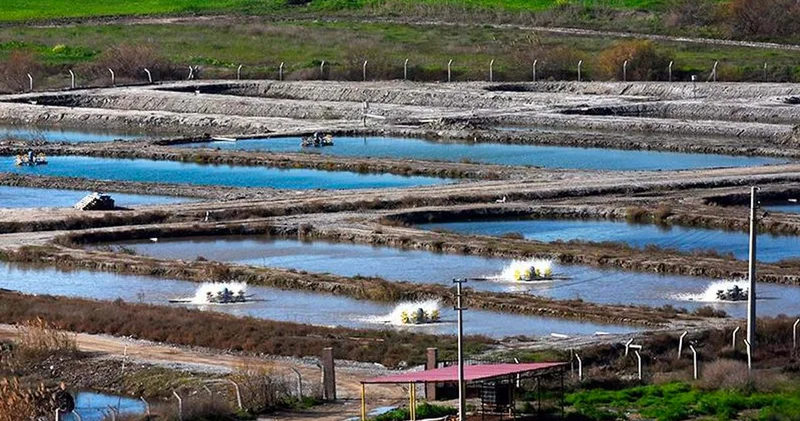 Türkiye den gönderildi Amerika da kapış kapış gitti: Milyonlarca dolar akıyor