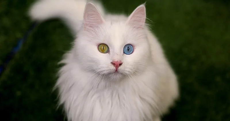 Kedilerin nankörlüğü bilimsel olarak kanıtlandı