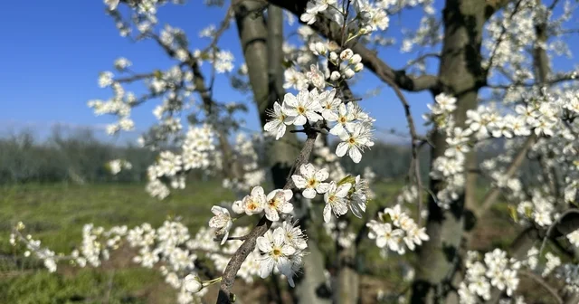 Meyve ağaçları çiçek açtı, çiftçi zirai dondan endişeli Bursa Haberleri