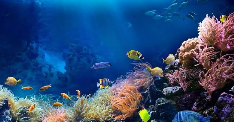 Kraliçe balık ölünce erkek balık yerine geçiyor: 5 ayda cinsiyet değiştiriyor Sözcü Gazetesi