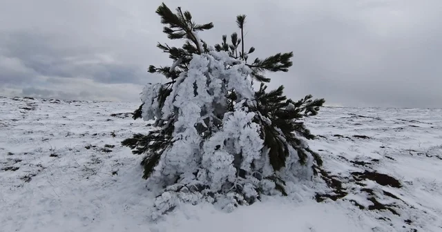 Bolu da soğuk hava ağaçları dondurdu Bolu Haberleri