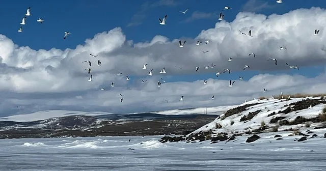 Çıldır Gölü ne martılar erken geldi, buzla karşılaştı Kars Haberleri
