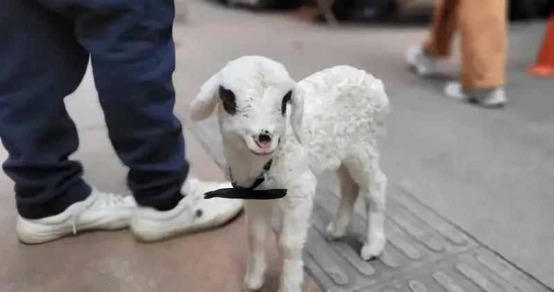 Samsunlu esnaf sahiplendiği kuzuyu iş yerinde de yanından ayırmıyor Samsun Haberleri