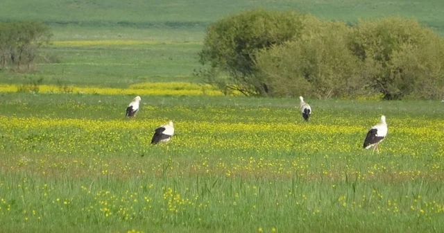 Yüksekova nın biyoçeşitliliği kayıt altına alınacak Hakkari Haberleri