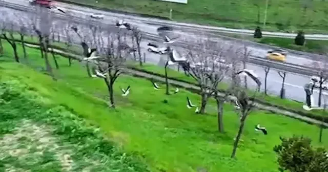 Göç yolundaki leylekler İstanbul da millet bahçesinde mola verdi VİDEO İZLE