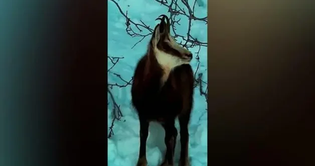 Tunceli kırsalı... Doğal yaşamda denklem değişiyor