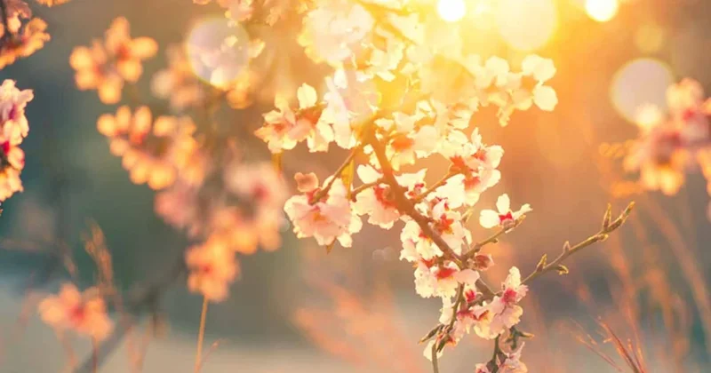 Bu çiçek borsayı tahmin ediyor: Büyük ralli kapıda Sözcü Gazetesi