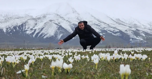 Bitlis te baharın müjdecisi kardelenler açtı Bitlis Haberleri