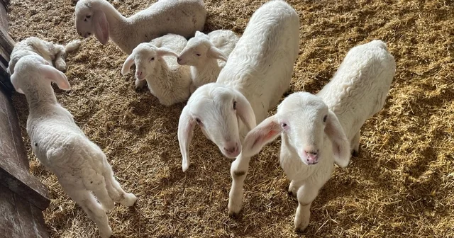 Kurbanlıklar görücüye çıkmaya başladı Denizli Haberleri