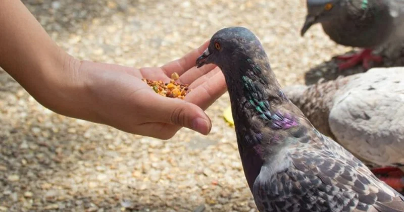 Güvercin beslediği için 41 bin lira ceza aldı Sözcü Gazetesi
