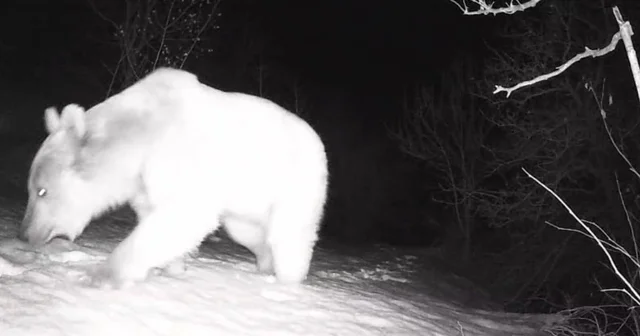 Fotokapana yansıyan yaban hayatı hareketliliği Erzincan Haberleri
