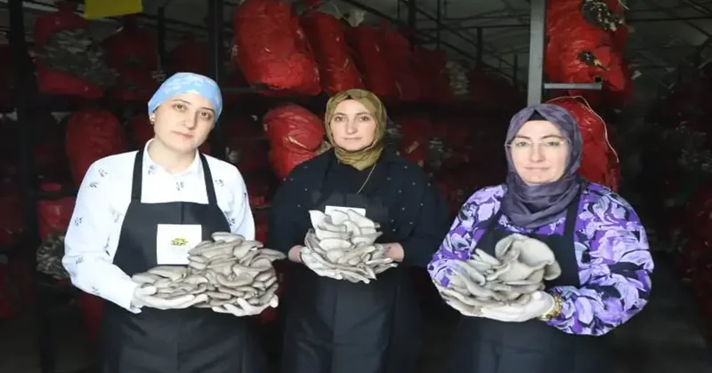 Aldıkları destekle hayatları değişti: 5 çadırda yılda 60 ton mantar üretiyorlar